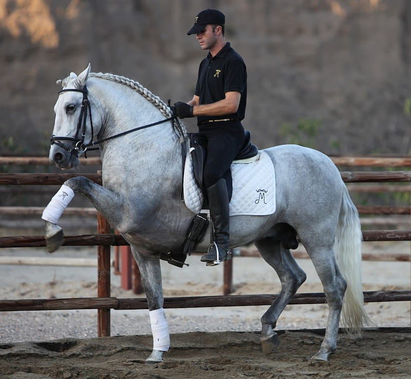 Grey Andy, gris, dressage, andalusian, horses, spanish, HD wallpaper
