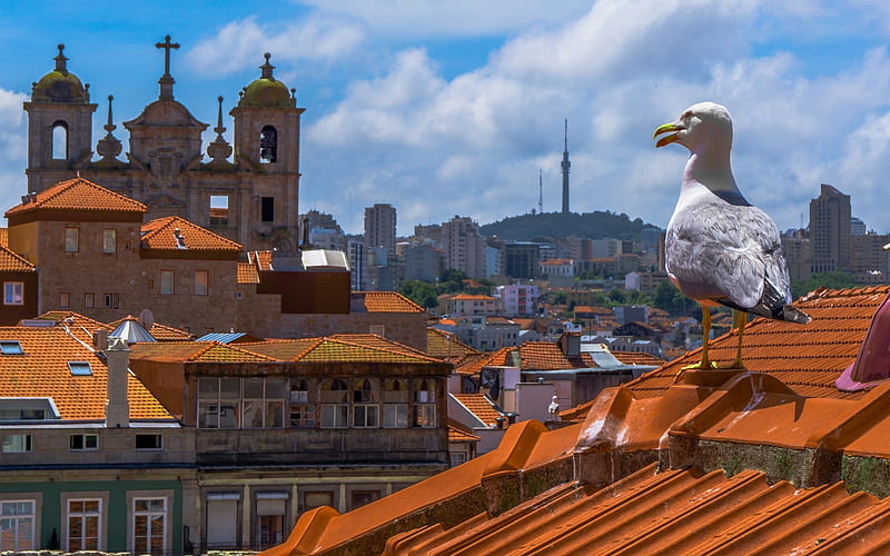 Roofs of Porto, Portugal, roofs, Portugal, houses, seagull, church, HD wallpaper