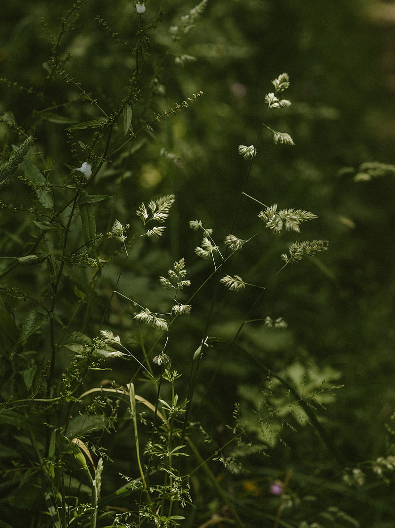 grass, stems, spikelets, green, plants, wild, HD phone wallpaper