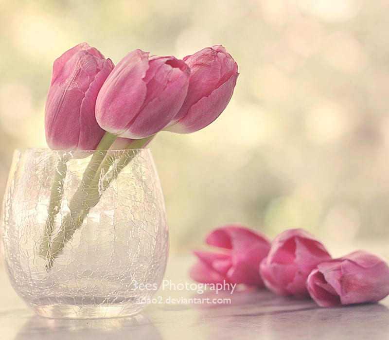 Missing you already, lovely, vase, soft, glass, I miss you, flowers, tulips, pastel, pink, HD wallpaper