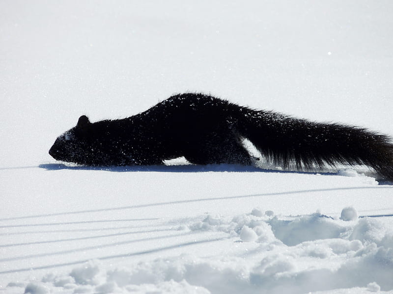 Searching For Food, Animal, Snow, Squirrel, Winter, graphy, HD wallpaper