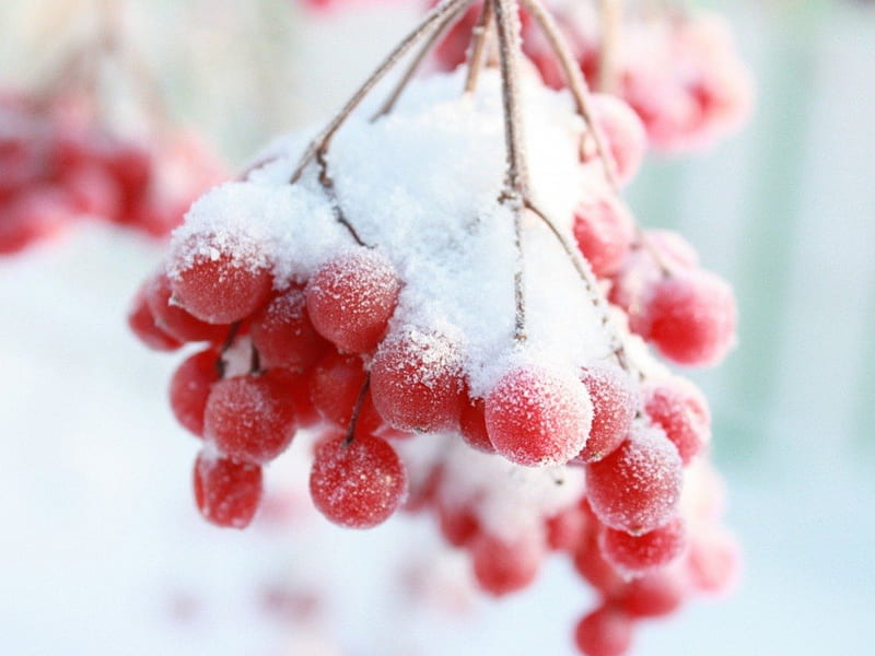 Snow berry, rowan, snow, branch, winter, HD wallpaper