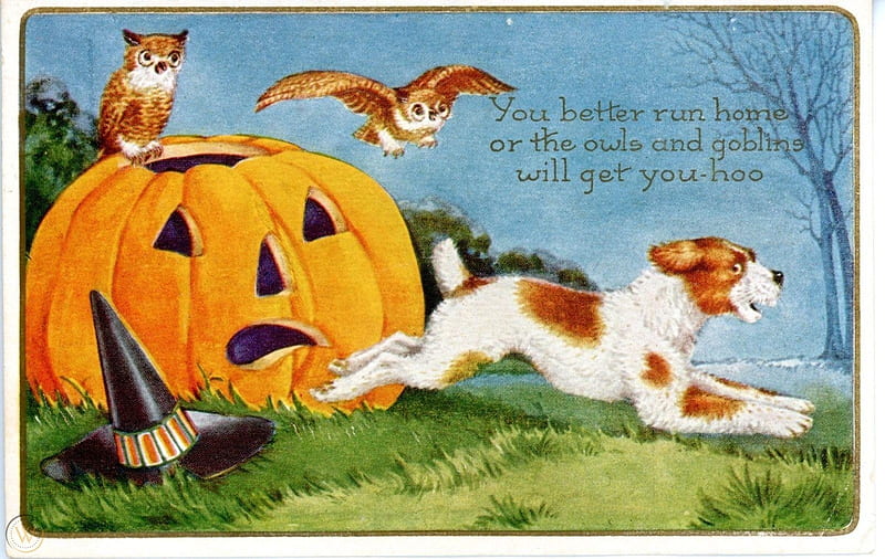 Happy Halloween!, owl, orange, halloween, caine, cat, hat, card, retro, bufnita, bird, pumpkin, pasari, running, pisici, dog, vintage, HD wallpaper