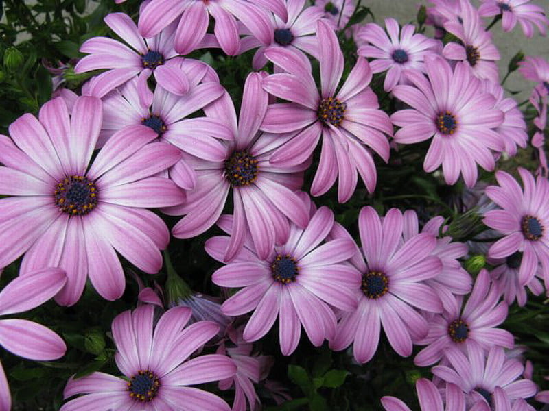 PALE PURPLE DAISIES, daisies, pretty, flowers, purple, HD wallpaper