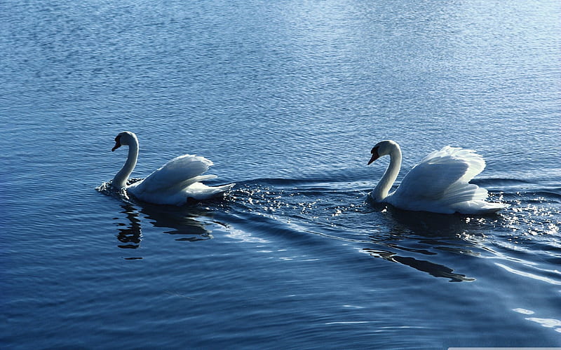 beauty white swans-Bird graphy, HD wallpaper