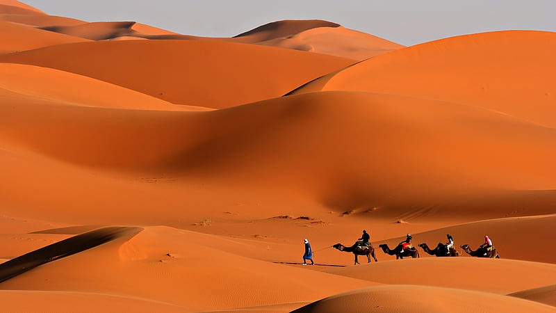 caravan desert camels sand-Landscape, HD wallpaper