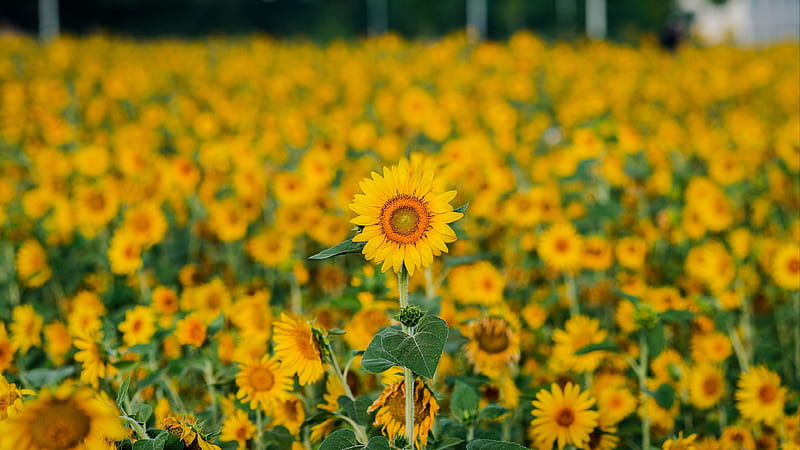 Yellow Sunflowers Green Leaves Plants Field Blur Background Flowers, HD  wallpaper | Peakpx