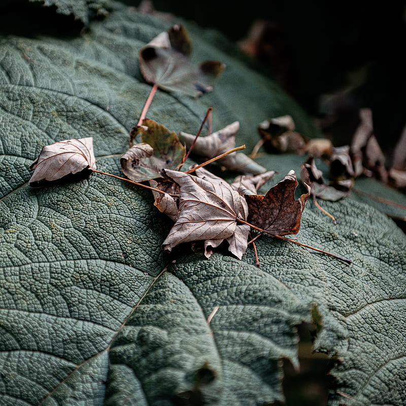 brown dried leaf on green leaves, HD phone wallpaper