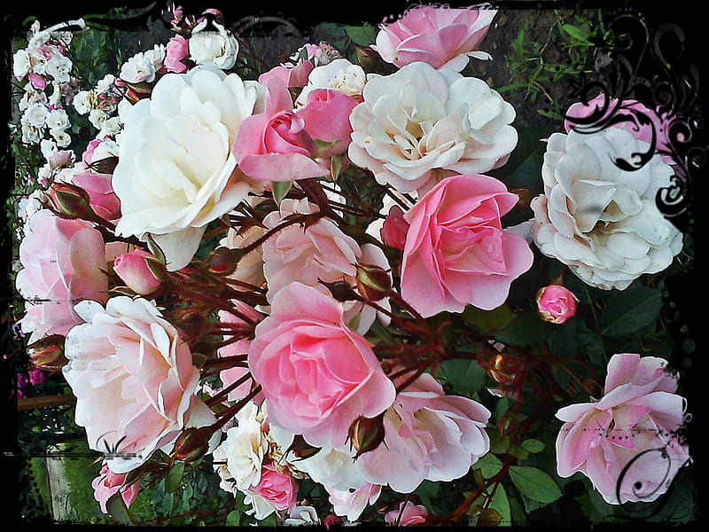 Flower Bouquet, bouquet, flower, garden, pink, rose, white, HD wallpaper