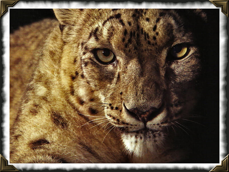 Panthera Uncia - Snow Leopard, feline, graphy, wildlife, snow leopard, cat, animal, HD wallpaper