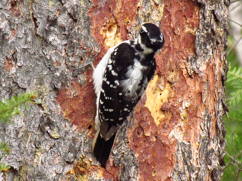 Woodpecker at work, forest, tree, bird, nature, woodpecker, HD wallpaper