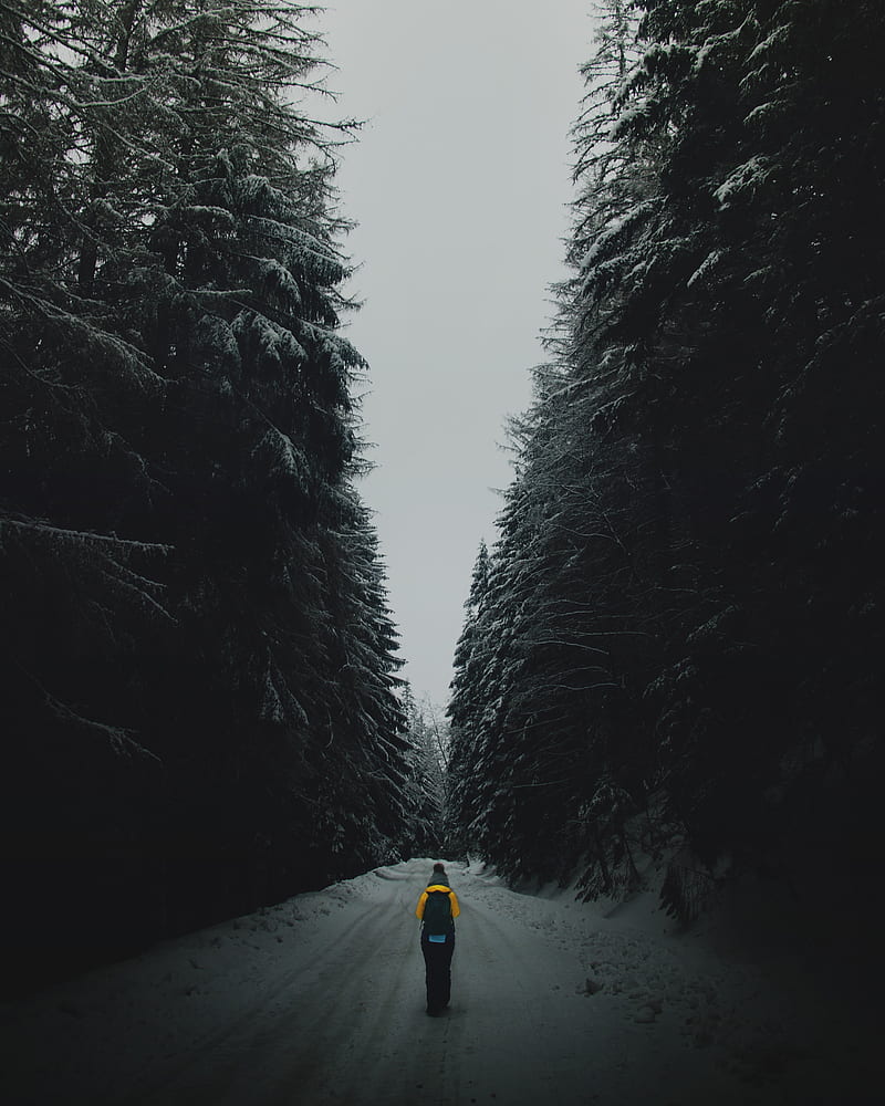 forest, road, silhouette, snow, winter, dusk, HD phone wallpaper