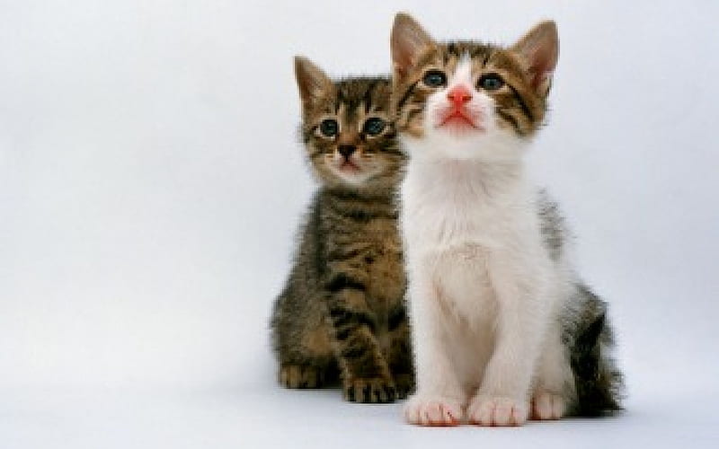 ADORABLE DUO, kittens, adorable, duo, cats, HD wallpaper | Peakpx