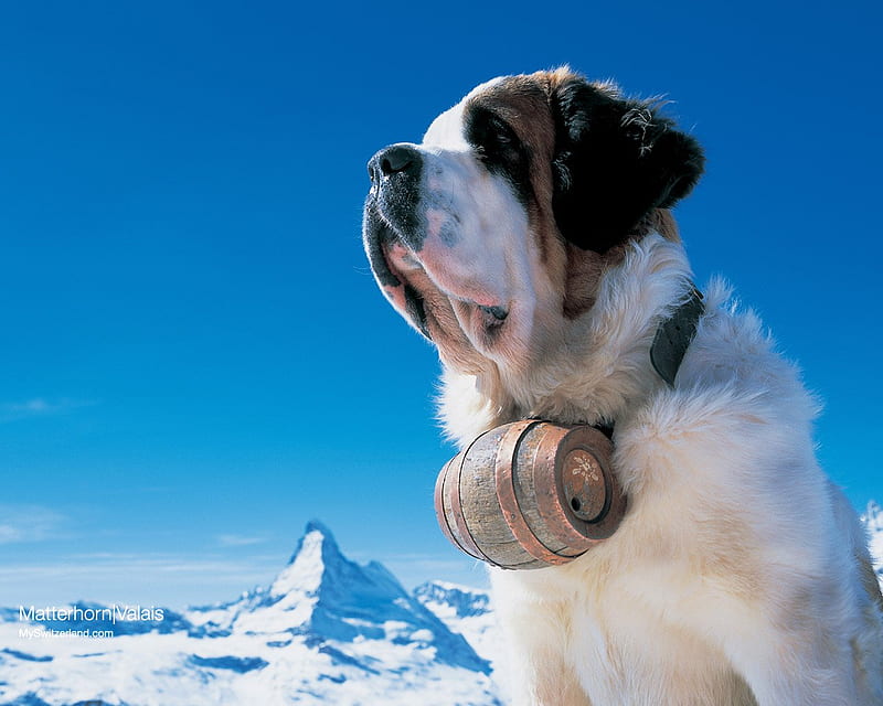 St. Bernard dog, st bernard, lovely, snow, matterhorn, white, switzerland, dog, winter, HD wallpaper