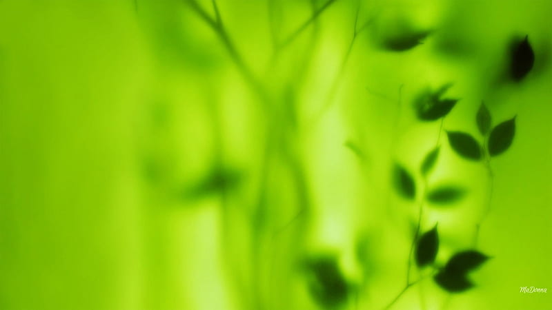 Spring Mints, leaves, green, fresh, shadows, vines, spring, abstract, Firefox Persona theme, HD wallpaper