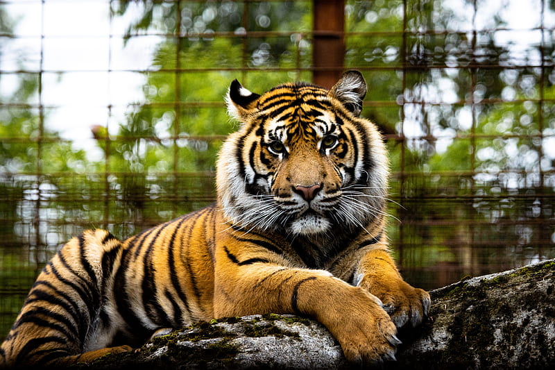 tiger, big cat, muzzle, glance, predator, HD wallpaper