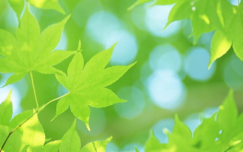 30 Green Marple Leaves -Soft Focus Green Marple Leaves, HD wallpaper