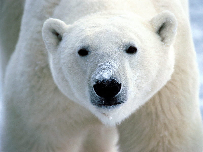 Snow-on-Snout,-Polar Bear, bear, nose, polar bear, HD wallpaper