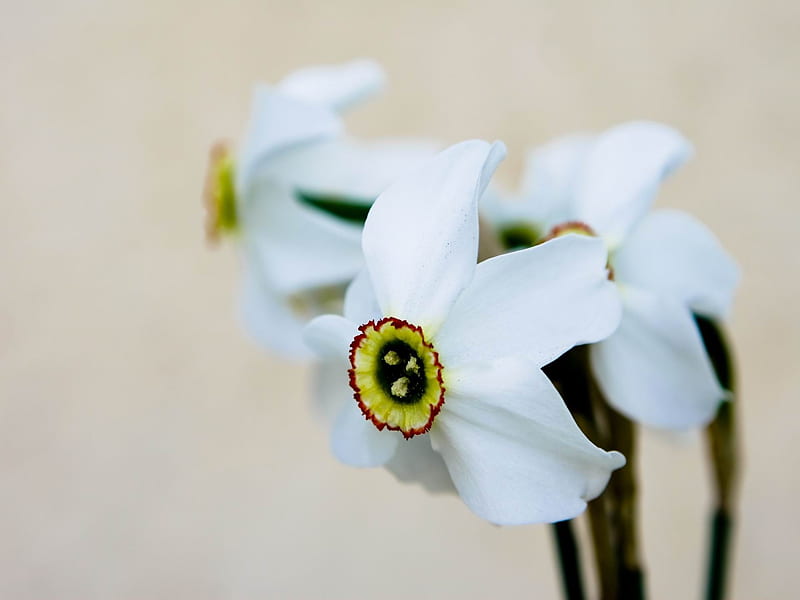 white daffodils-Flowers graphy, HD wallpaper