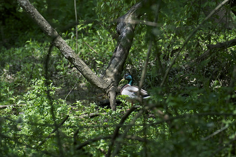Mallard Duck in the Wild, mallard, forest, nature, duck, HD wallpaper