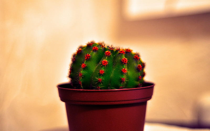 cactus, plants, red pot, HD wallpaper