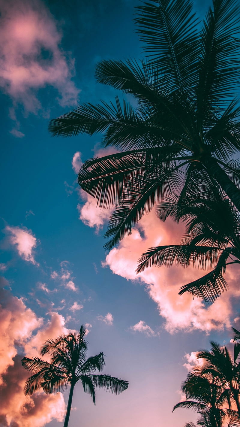 CoCo tree, beach, coconut, funny, land, palm, HD phone wallpaper