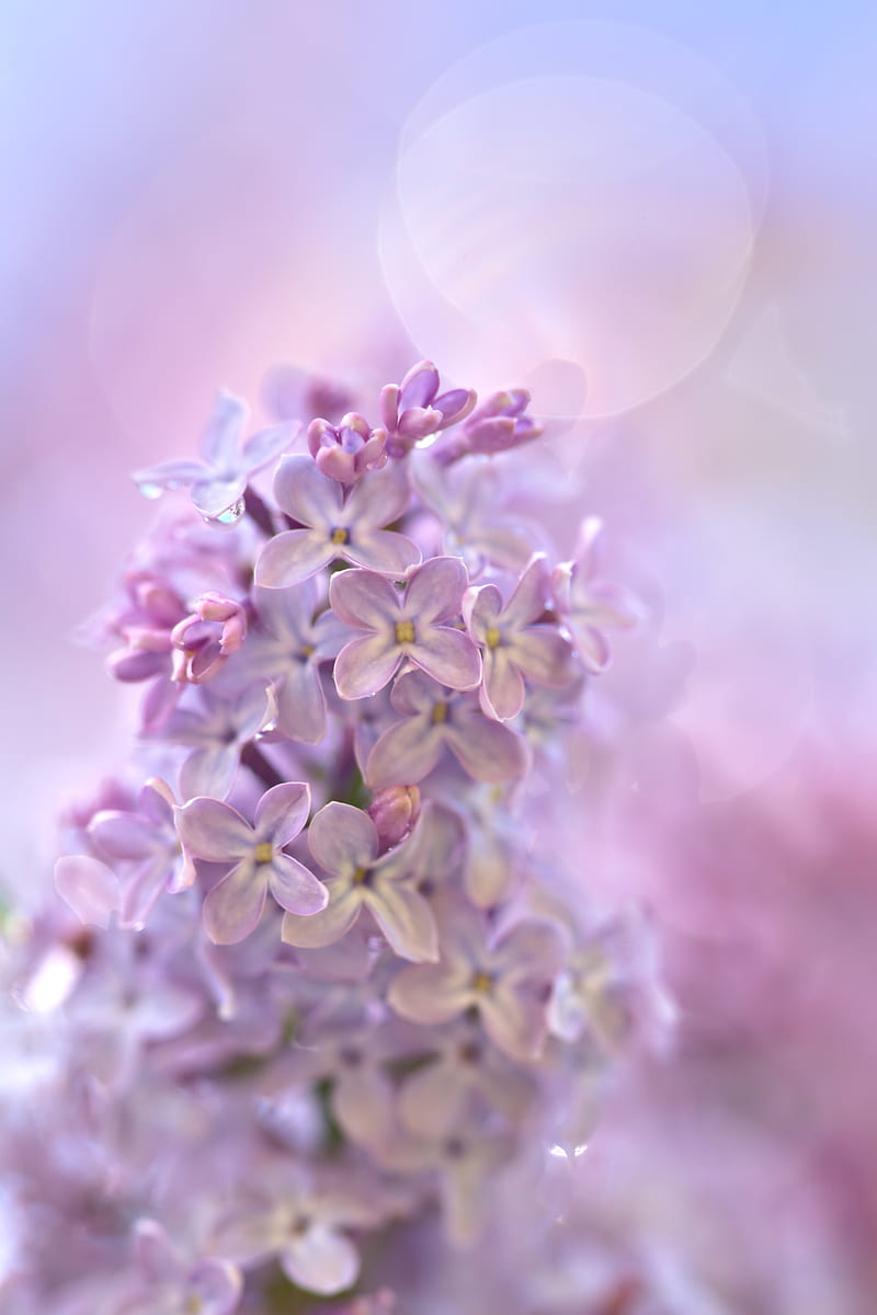 lilac, flowers, macro, purple, delicate, HD phone wallpaper