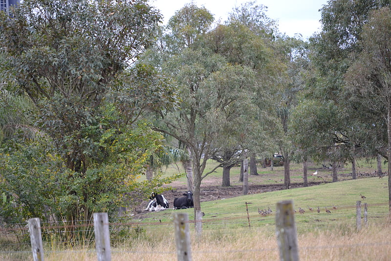 A Aussie farm, australia, farm, gum trees, cows, HD wallpaper