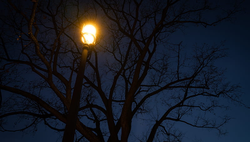 streetlight, tree, night, dark, HD wallpaper