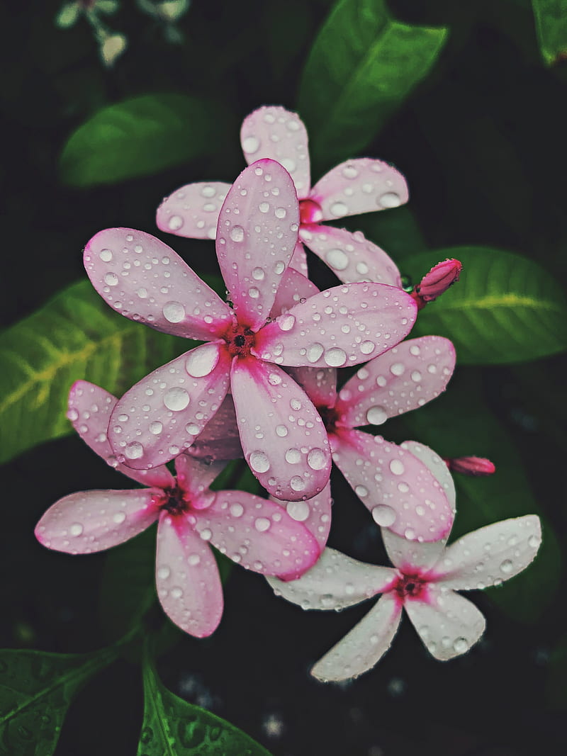 flower, bloom, tropical, pink, leaves, HD phone wallpaper