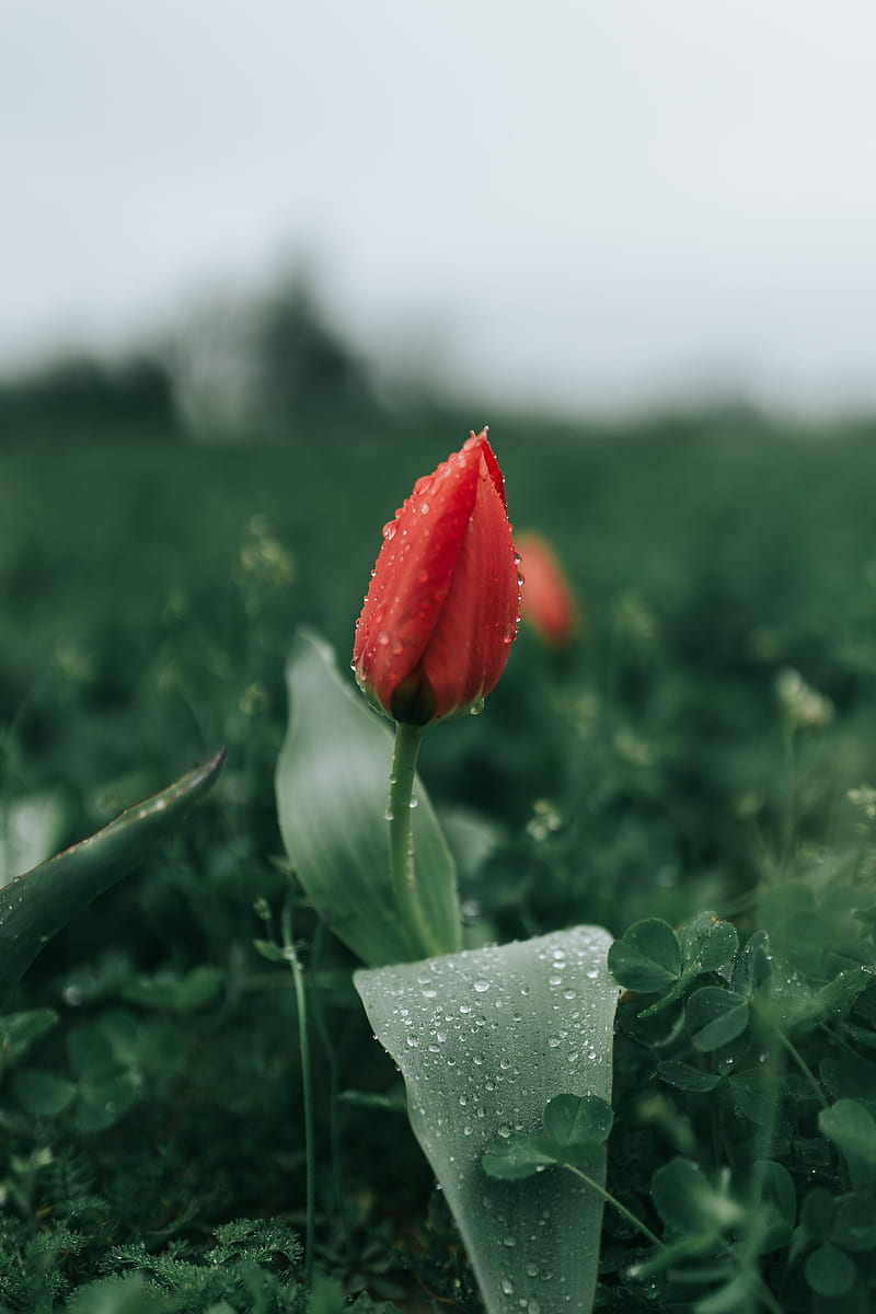 tulip, flower, red, dew, wet, HD phone wallpaper