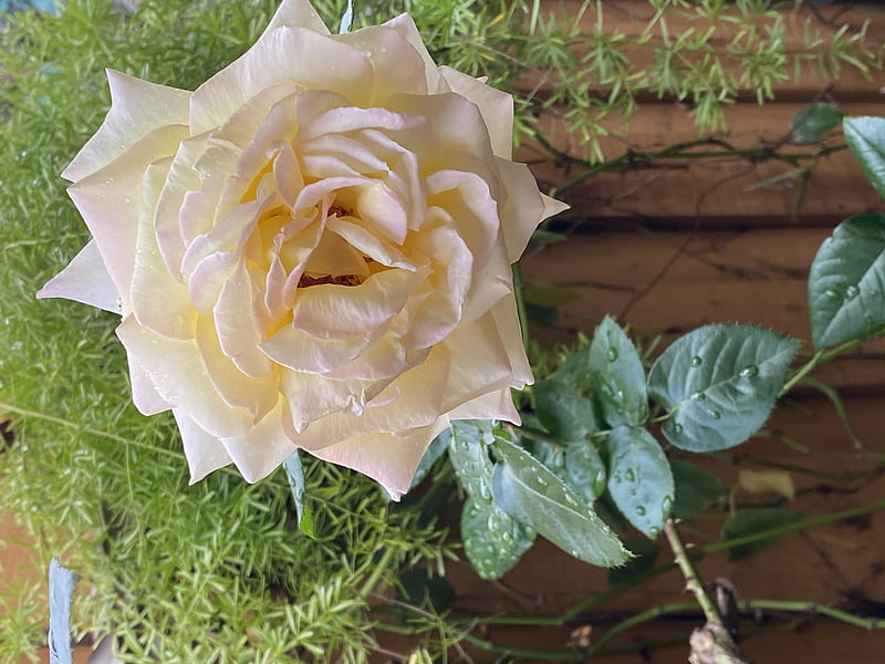 Rose, garden, natural, leves, sun, HD wallpaper