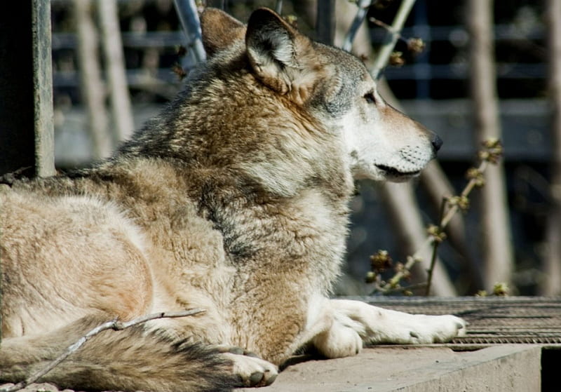 Handsome Chap, gris, wolf, profile, fur, HD wallpaper