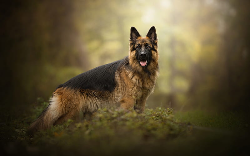 German Shepherd Dog, Dog, Forest, Hunting Dogs, Pets, HD wallpaper | Peakpx