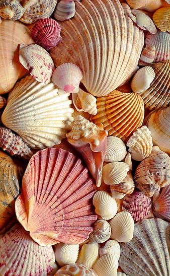 Seashells  Sea shells Seashells photography Ocean wallpaper