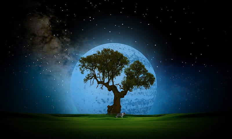 Moonlight, tree, moon, grass, night, HD wallpaper