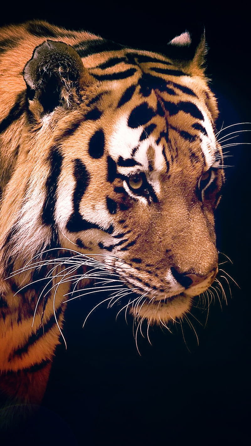 Tiger, animal, nature, wild, HD phone wallpaper | Peakpx
