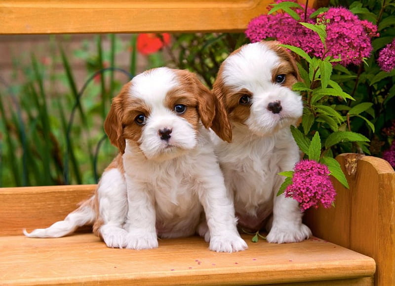 Spaniel puppies, adorable, spring, sweet, cute, leaves, puppies, summer, flowers, garden, spaniel, friends, animals, dogs, HD wallpaper