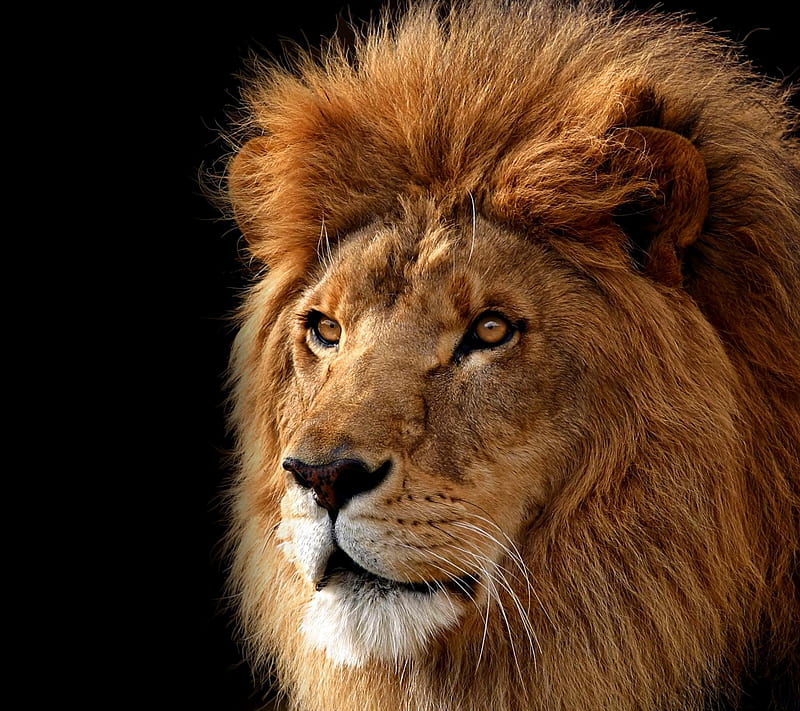 Lion, li, on, HD wallpaper | Peakpx