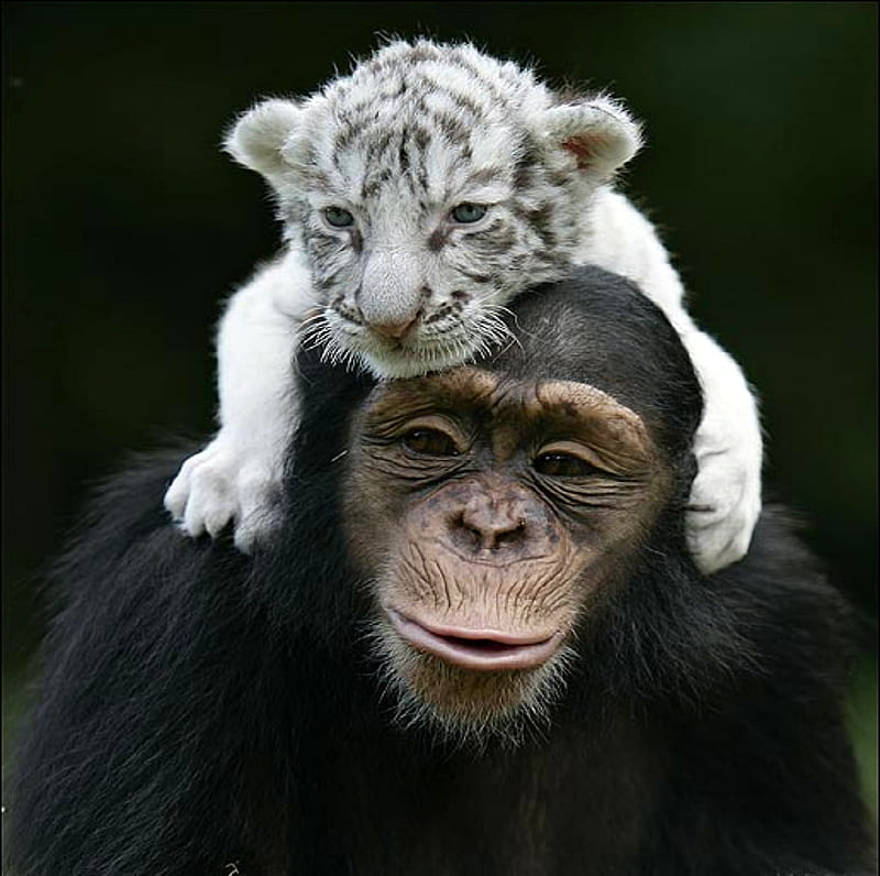carry me please, cute, monkey, brown, black, baby cub, HD wallpaper