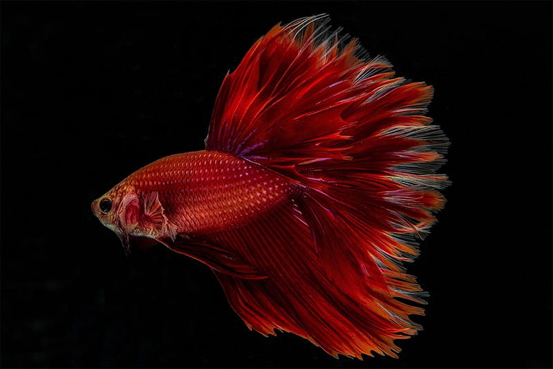 Red Betta Fish, Fish, Betta, Red, Aquarium, HD wallpaper