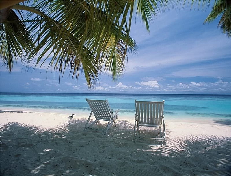 Tropical Paradise, idilic, trees, palms, sea, beach chairs, leves, beaches, summer, nature, dream, tropical, blue, HD wallpaper