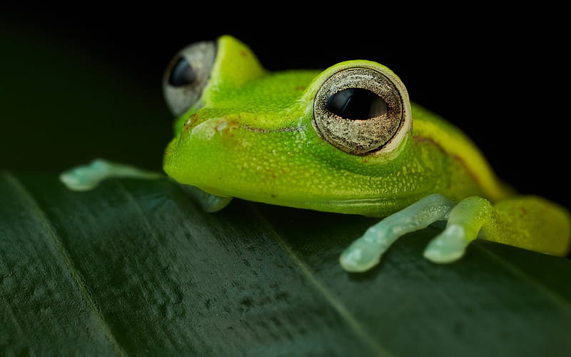 green toad, Polka-dot treefrog, Hypsiboas punctata, amphibian, HD wallpaper