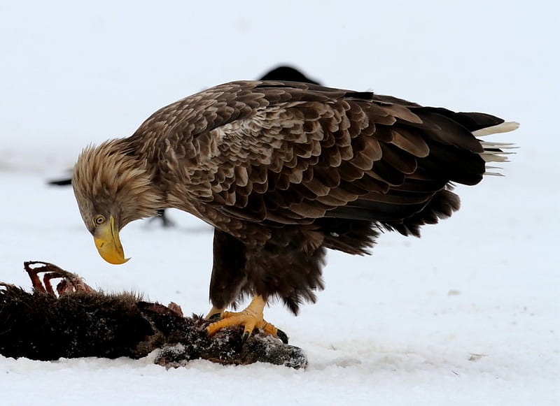 Eagle Feeding on Carrion, eagle, sky, bird of prey, feathers, HD wallpaper