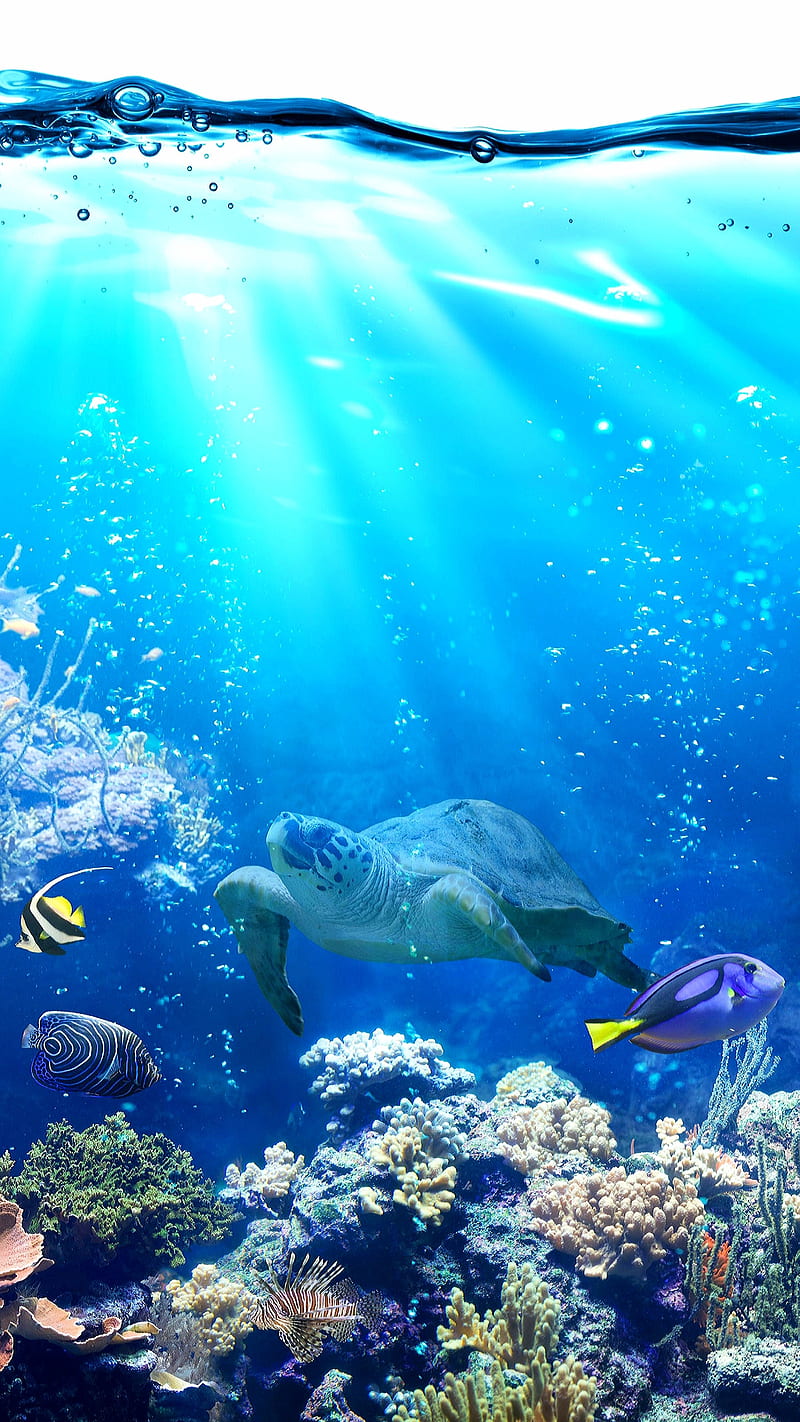 Under the ocean, animals, blue, bubes, fish, plants, sea turtle, turtle, HD phone wallpaper