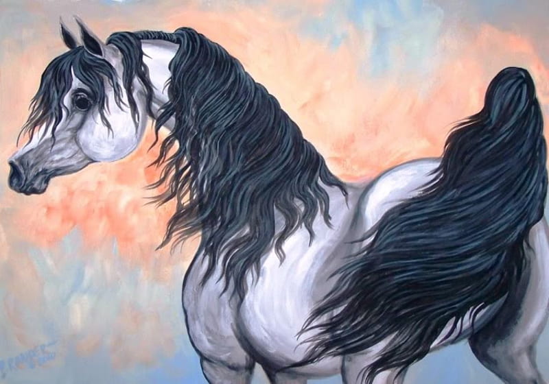 Gray Arabian, stallion, cavalo, horse, animals, HD wallpaper