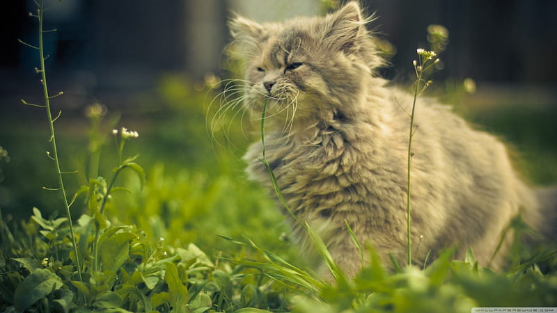 Cat eating grass, feline, cat, green, grass, HD wallpaper | Peakpx
