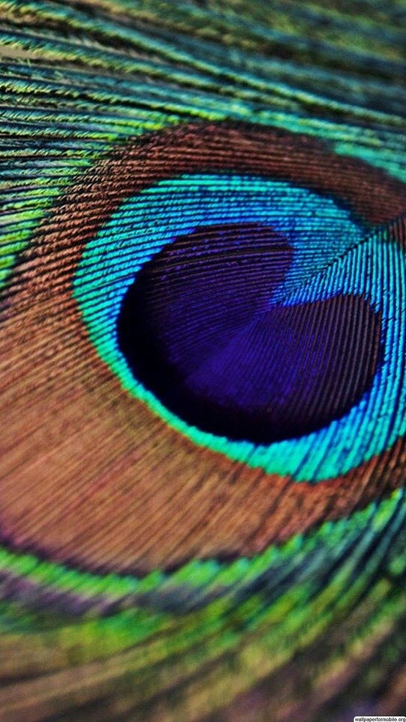 Peacock Feather Live, Single Feather, national bird, HD phone wallpaper
