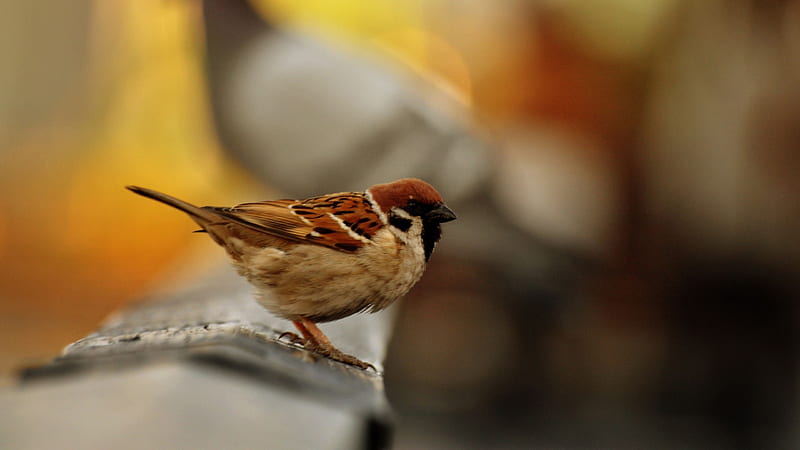Brown White Black Bird Is Standing On Wood In Blur Background Birds, HD wallpaper