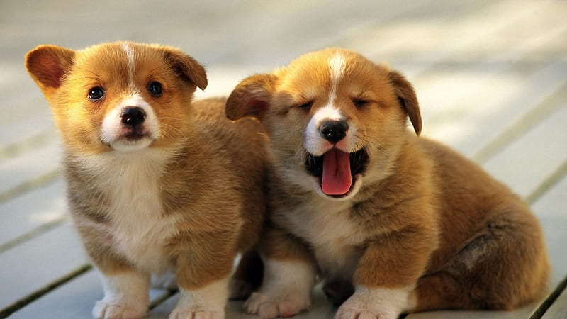 Adorable Puppies, cute, puppies, two, adorable, sweet, cuddly, HD wallpaper